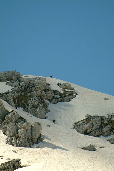 Camoscio d''Abruzzo Rupicapra pyrenaica ornata